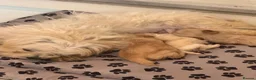 Maltipoo dogs for sale: 🐾 Gorgeous Maltipoo Puppies 🐾 - Advert 1