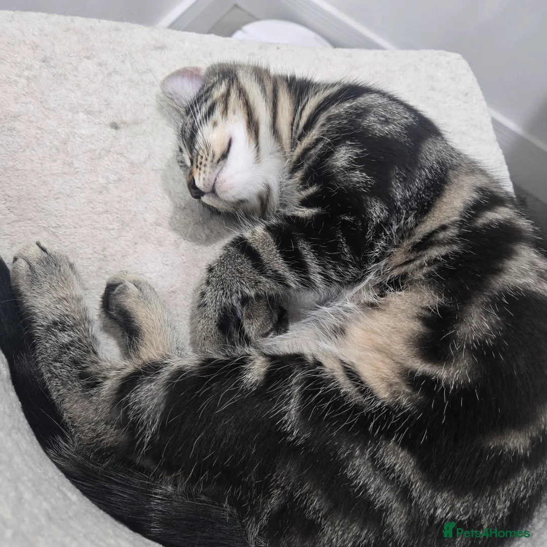 Maine Coon cats for sale: Maine coon x - Advert 5