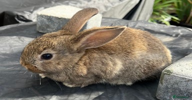 Mini Lop rabbits in Coalville - Advert 9