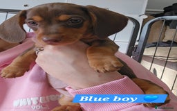 Miniature Dachshund dogs for sale:  Miniature Dachshunds ready to go Friday 19th Sept - Image 28
