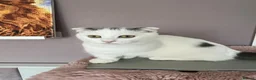 Munchkin cats for sale: Super short legs Munchkin kittens  - Advert 16