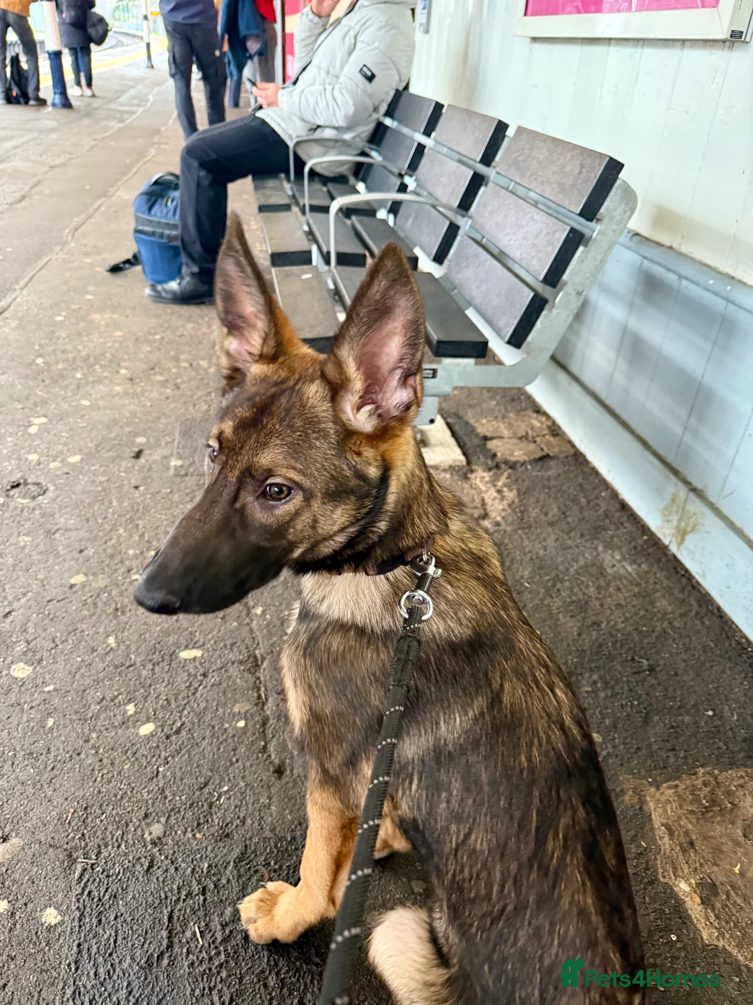 Belgian Shepherd Dog dogs for sale: Belgian Malinois puppy - London - Advert 8