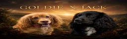 Cocker Spaniel dogs for sale: Stunning Working Cocker puppies!! 1 boy left!! - Advert 6
