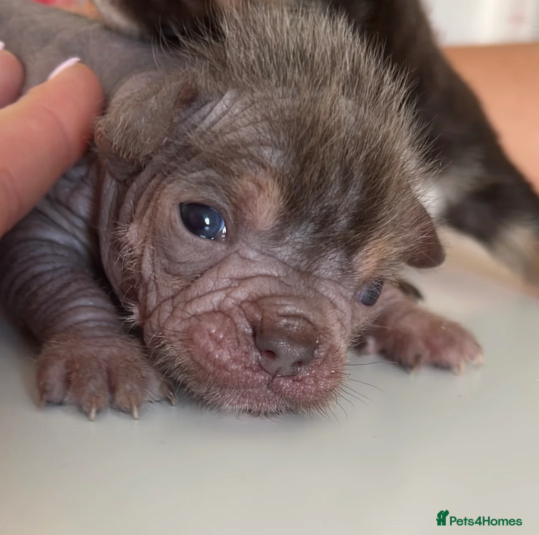Mixed Breed dogs for sale: Chinese Crested Hairless x Chihuahua - Advert 2