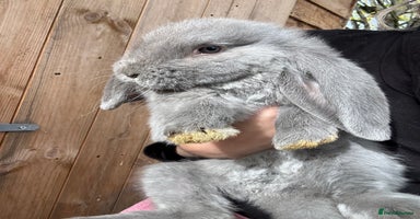 French Lop rabbits - Advert 13