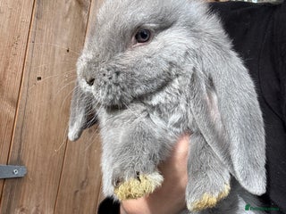 French Lop rabbits - Advert 1