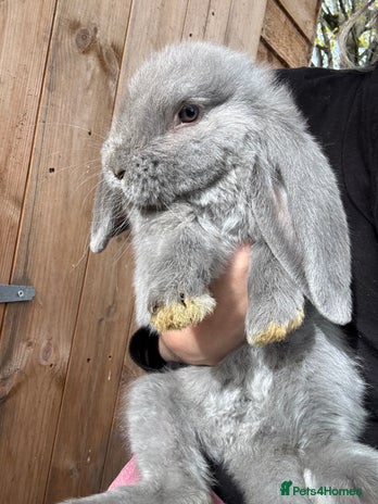French Lop rabbits - Advert 4