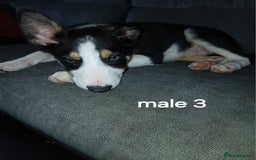 Border Collie dogs for sale: Border Collie pups in Barrow-in-Furness - Image 10