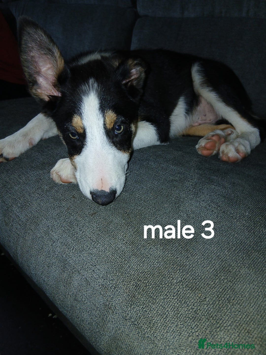 Border Collie dogs for sale: Border Collie pups in Barrow-in-Furness - Image 10
