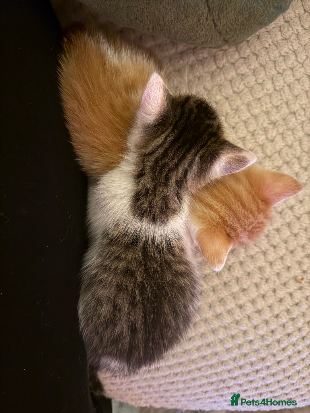 Oriental cats for sale: The Cutest Babies Hand Reared From 2 Weeks - Image 6