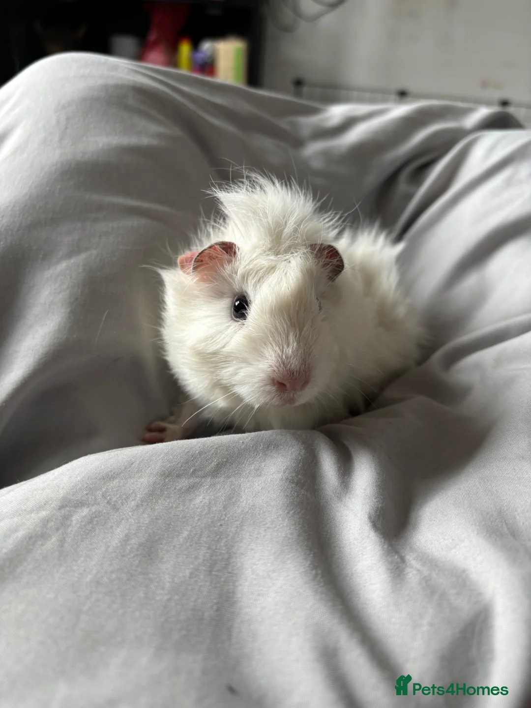 Guinea Pig rodents for sale: Baby boy piggies - Advert 1