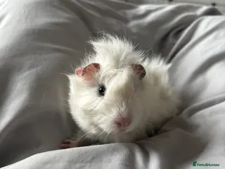 Guinea Pig rodents Baby boy piggies - Advert 1