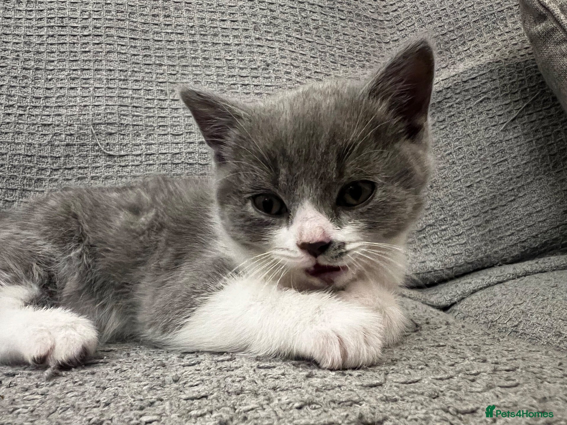 British Shorthair cats Last BSH Boy left - Advert 6