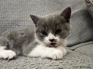British Shorthair cats Last BSH Boy left - Advert 6