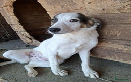 Mixed Breed dogs for adoption: Carrie - Stowmarket Suffolk  - Image 4