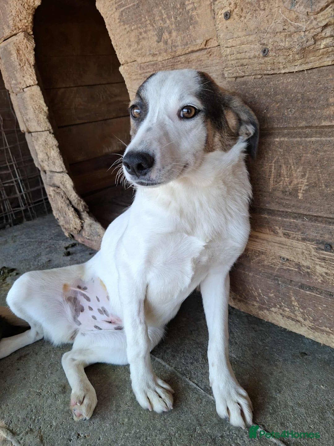 Mixed Breed dogs for adoption: Carrie - Stowmarket Suffolk  - Image 4
