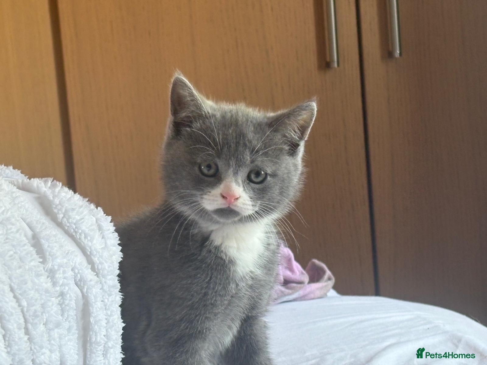 Mixed Breed cats for sale: 3 Beautiful kittens  - Advert 2