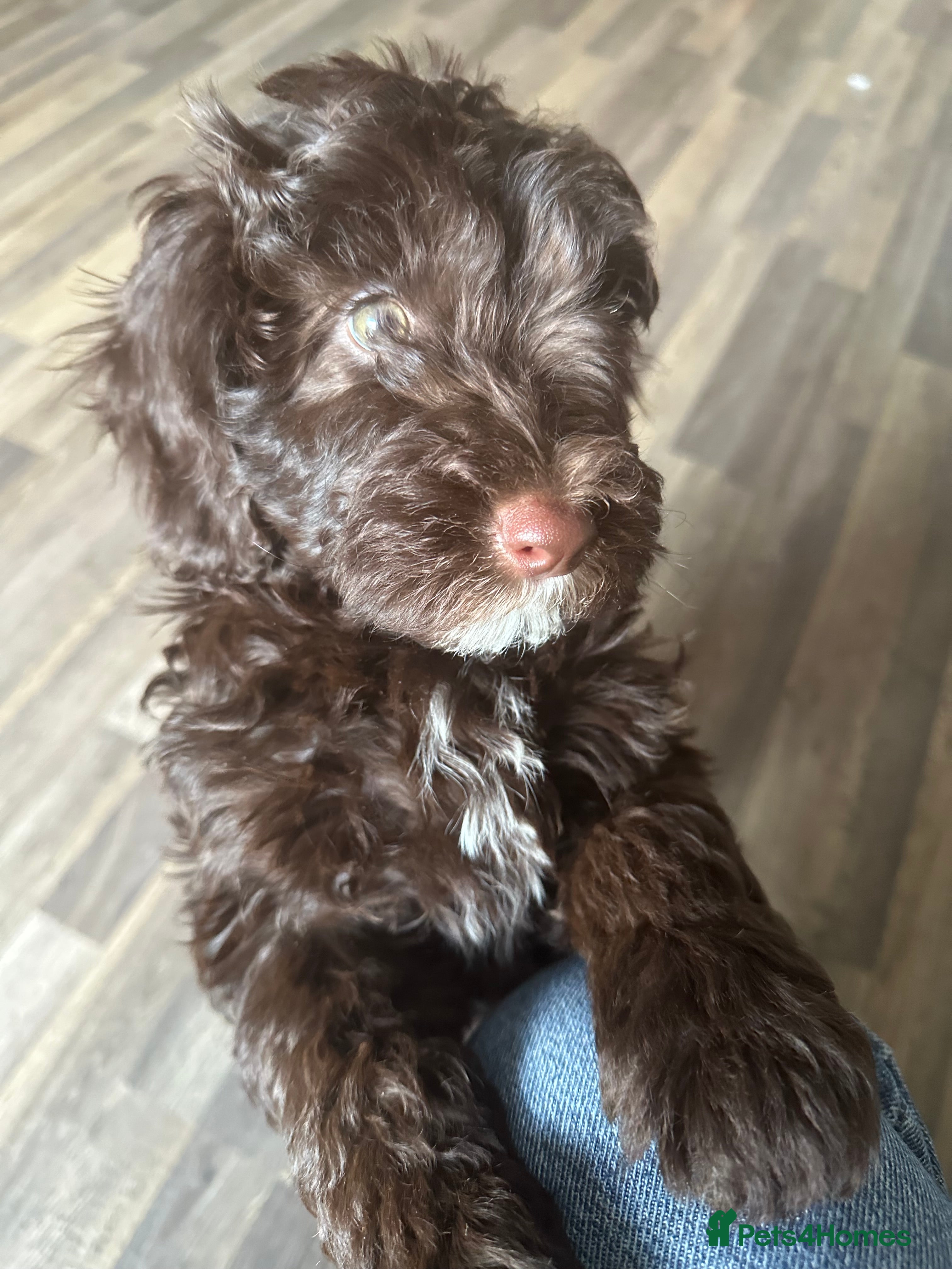 Cockapoo dogs 🐾❤️F1b Pups For Sale PRA clear🐾❤️ - Advert 2