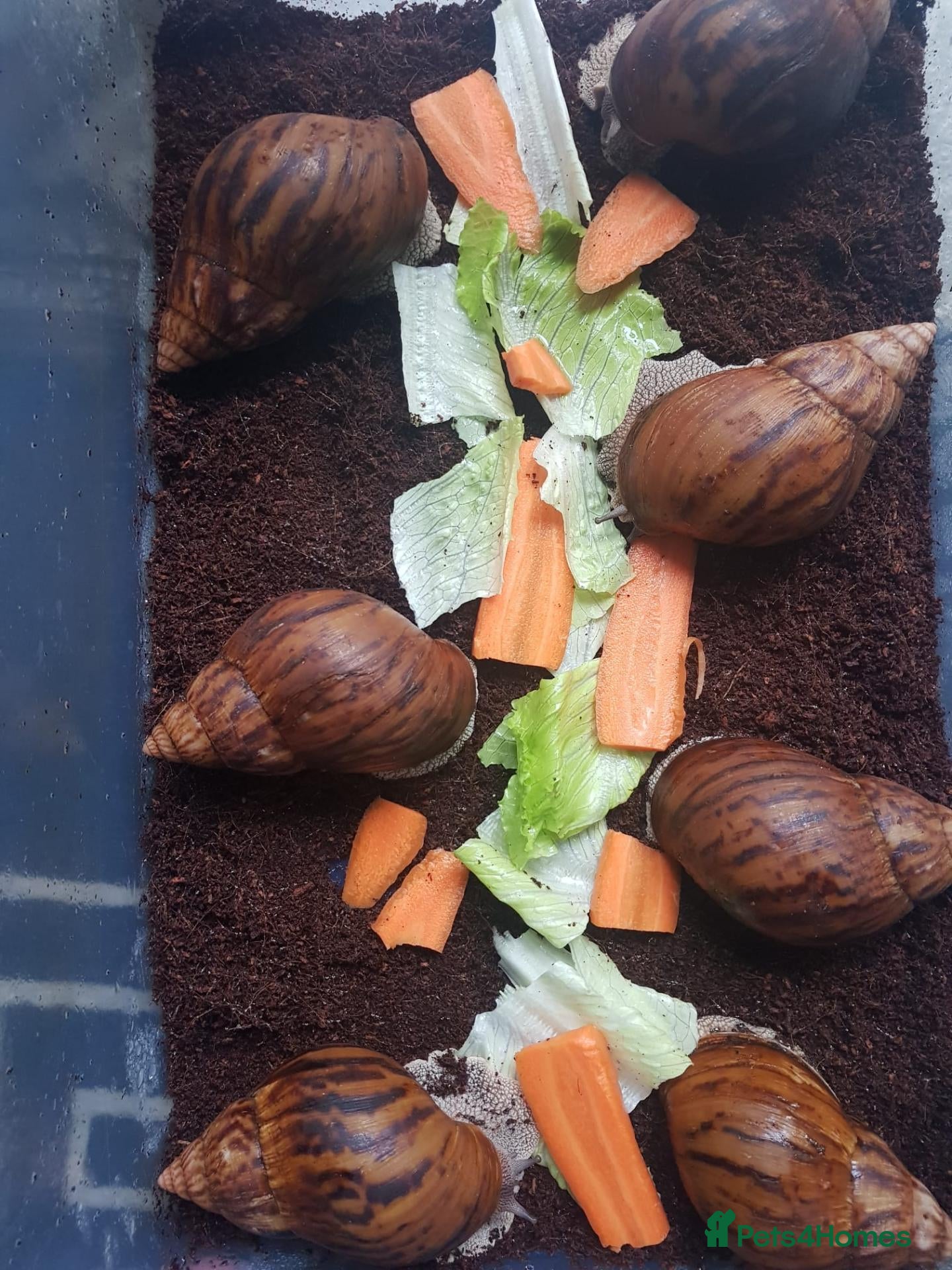 Snails invertebrates for sale: Giant African Tiger Land Snails (Achatina achatina - Advert 1
