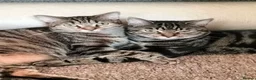 Mixed Breed cats for sale: 5 Beautiful Tabby Kittens - Advert 2