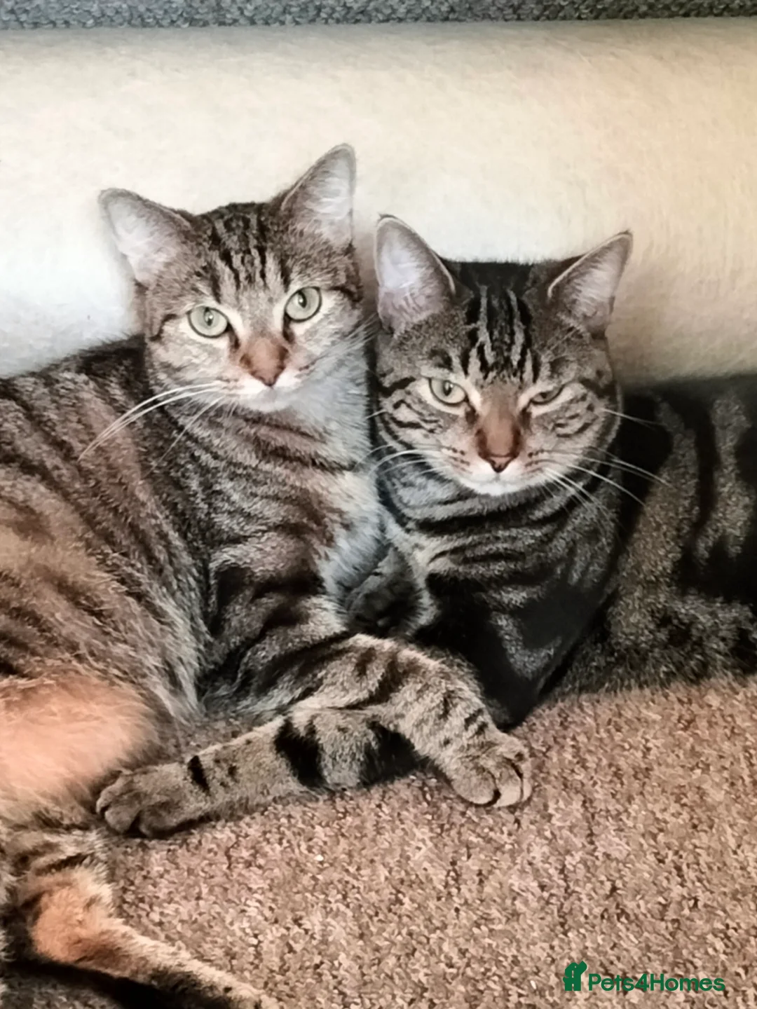 Mixed Breed cats for sale: 5 Beautiful Tabby Kittens - Advert 2