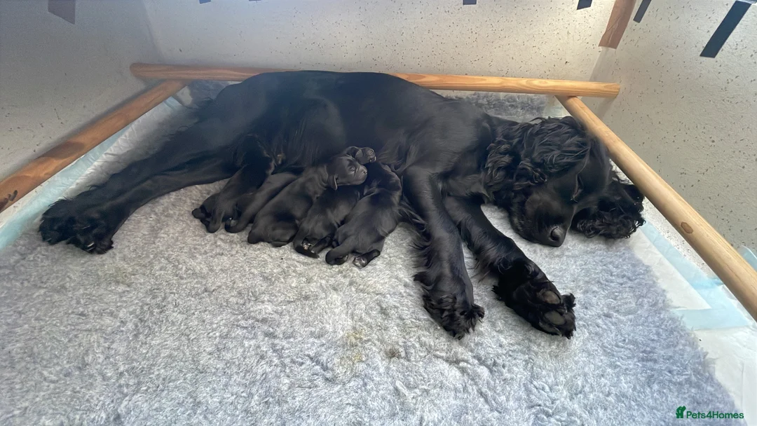 Cocker Spaniel dogs for sale: Outstanding working cocker spaniel pups FTCH lines in Colchester - Advert 2