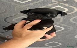 Pug dogs for sale: Pug puppies for sale  - Image 8