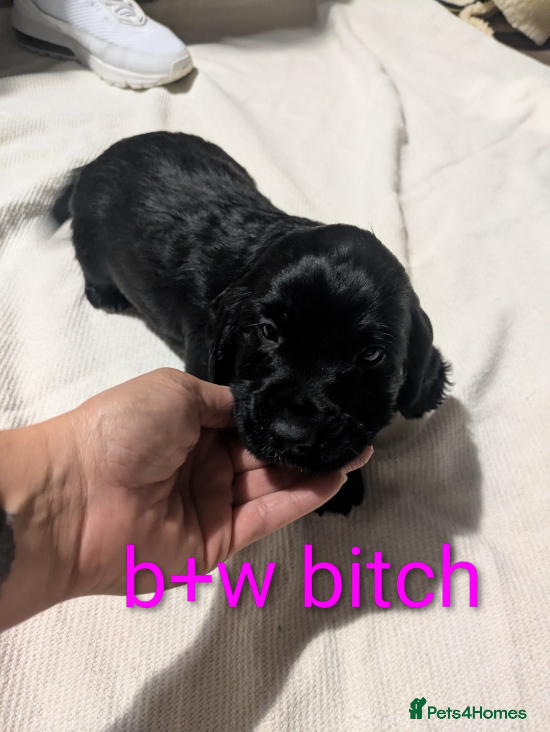 Cocker Spaniel dogs for sale: Cocker spaniel puppies READY NOW  - Advert 5