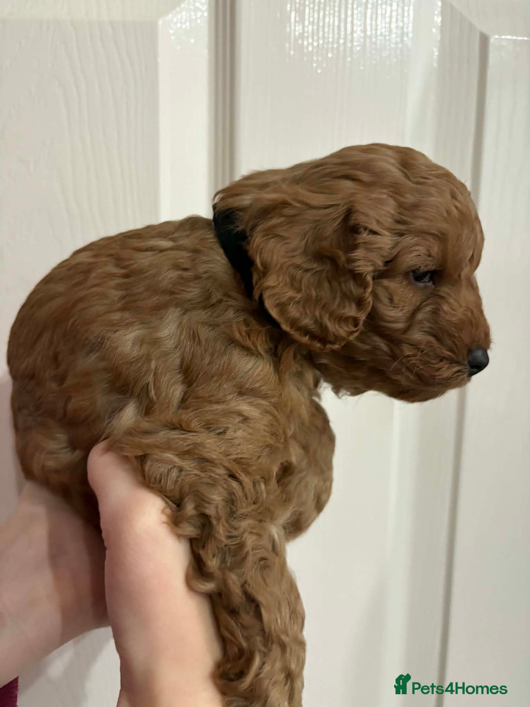 Cavapoo dogs for sale: Beautiful F1B Teddy Cavapoo Puppies - Advert 3