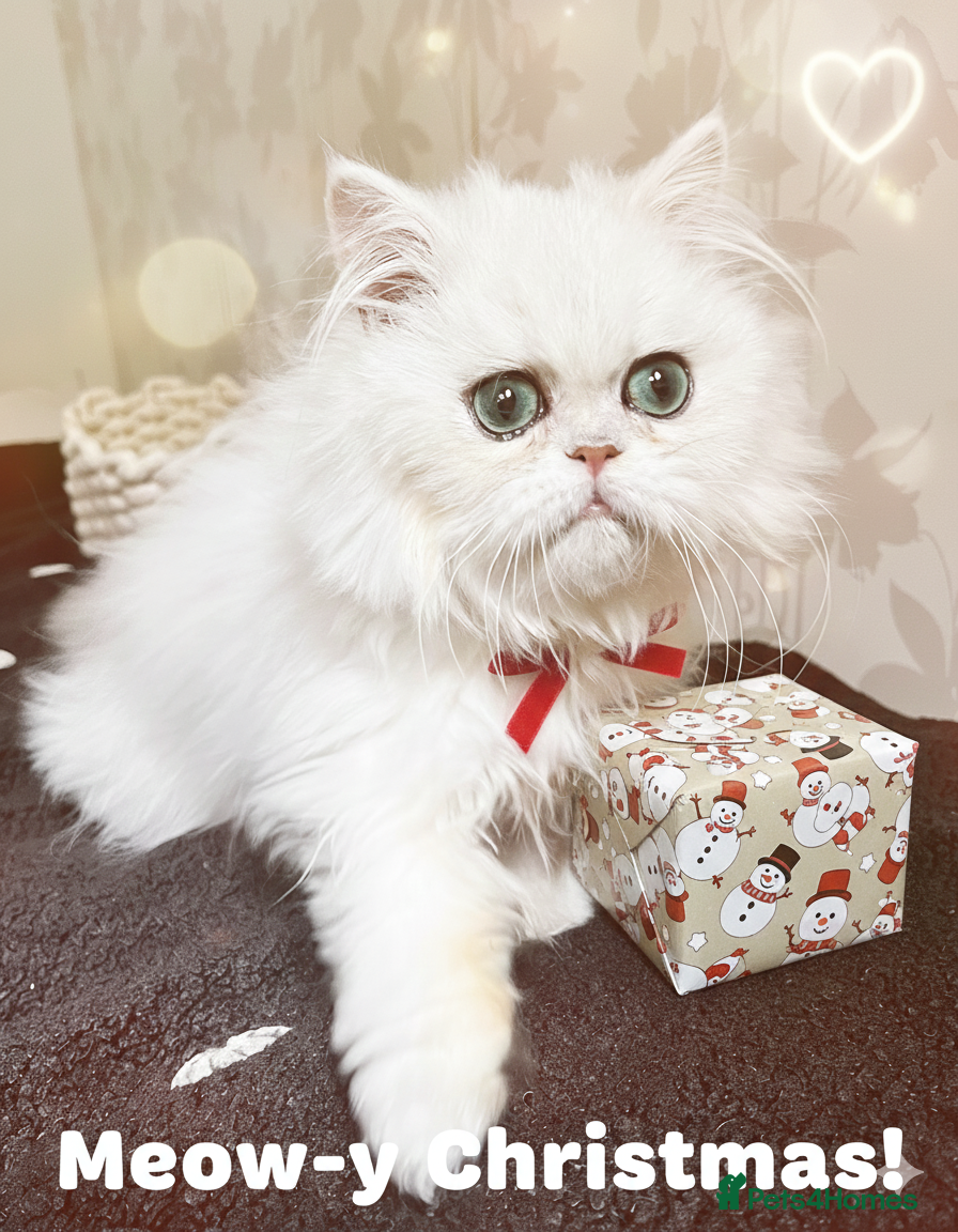 Persian cats Rare beauty chinchilla persian male kitten - Advert 2