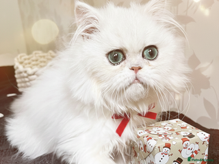 Persian cats Rare beauty chinchilla persian male kitten - Advert 2