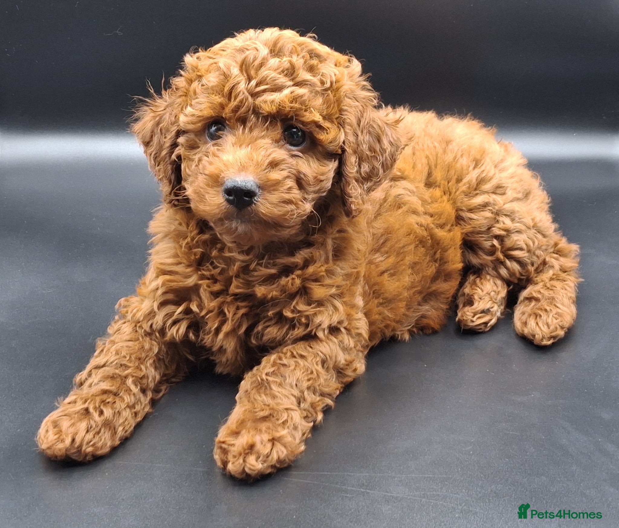 Cavapoo dogs Stunning Micro Asian Poodle x Cavapoo F1B puppies - Advert 1
