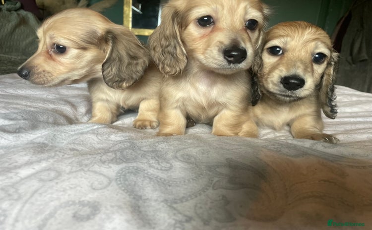 Miniature Dachshund dogs - Advert 4