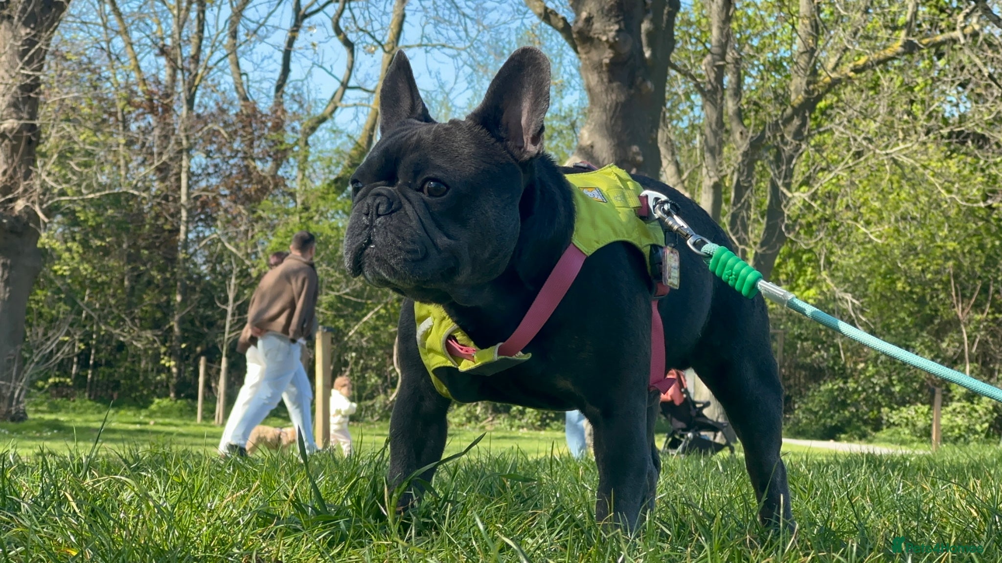 French Bulldog dogs Handsome boy for stud - Advert 1