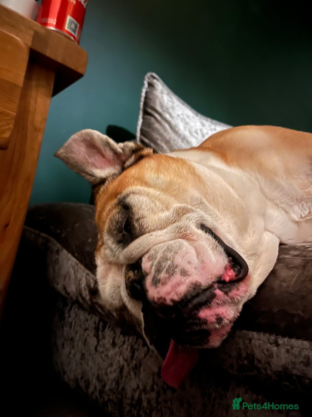 English Bulldog dogs for sale: Most loveable English Bulldog (I don’t want cash) - Image 3