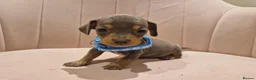 Miniature Dachshund dogs for sale: Adorable tiny miniature daxies available  - Advert 14