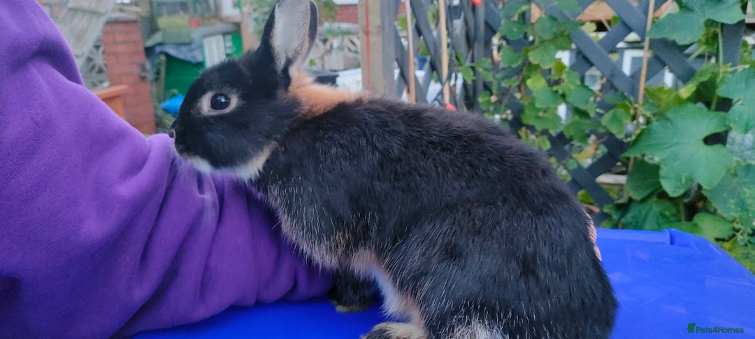 Netherland Dwarf rabbits for sale: Cute little netherland dwarf boys  - Image 19