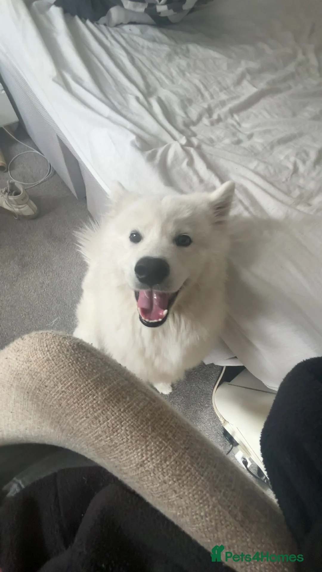 Samoyed dogs for sale: Samoyed girl - Advert 1
