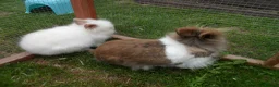 Lionhead rabbits for sale: BEAUTIFUL BABY DOUBLE MANE LIONHEAD RABBIT MALE in Southampton - Advert 8