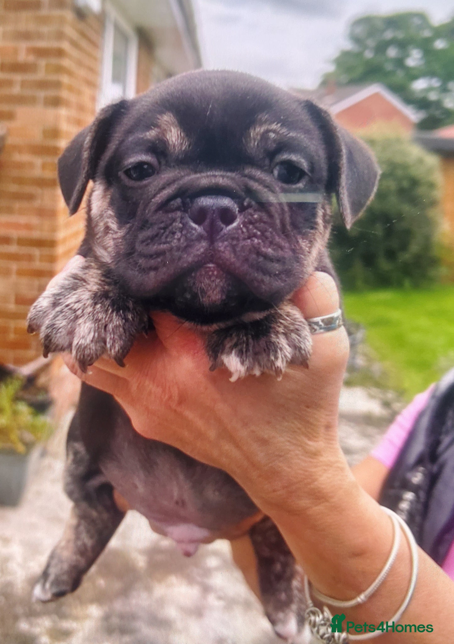 French Bulldog dogs French bulldog - Advert 4
