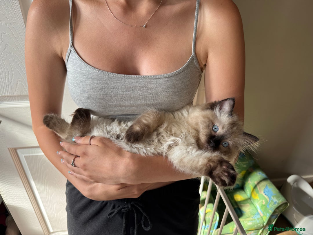 Ragdoll cats for sale: Beautiful seal point male - Image 12