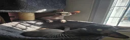Sphynx cats for sale: HANDSOME BLACK TABBY SPHYNX BOY! 🖤🐾 - Advert 7