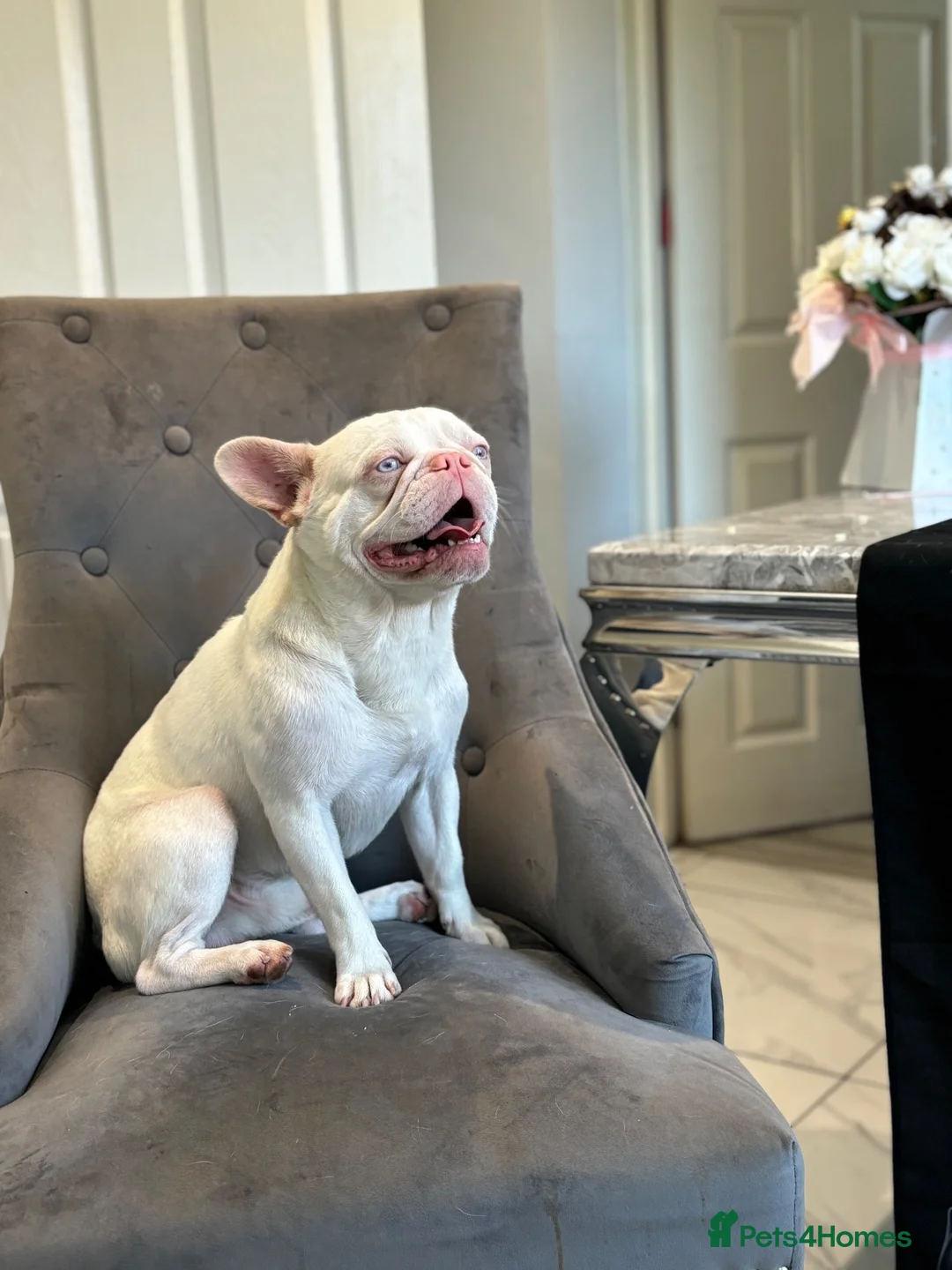 French Bulldog dogs for stud: FULL VISUAL PINK MICRO FRENCH BULLDOG** 🧬💗 in Weston-super-Mare - Advert 3