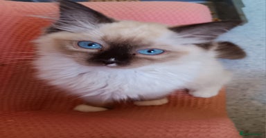 Ragdoll cats - Advert 16