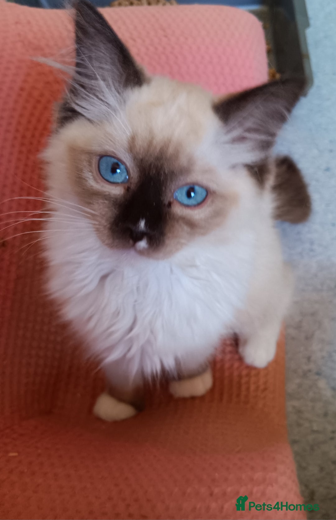 Ragdoll cats for sale: Pedigree Ragdoll kittens for sale - Image 3