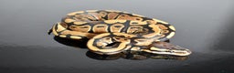 Python Snake reptiles for sale: Amazing baby ball pythons - Advert 29