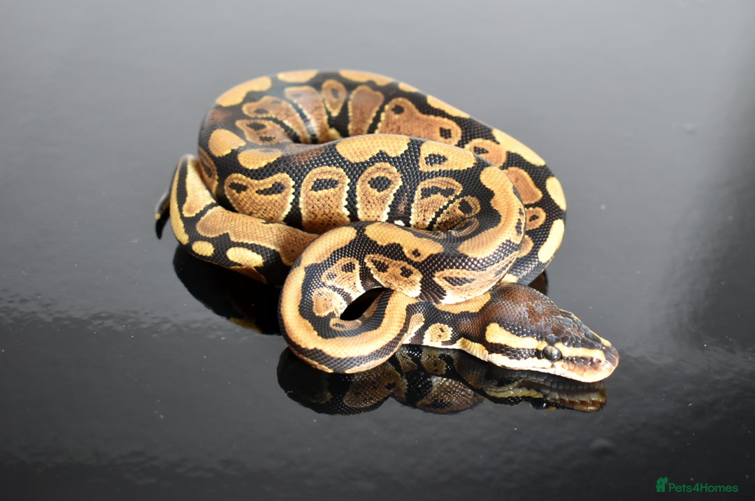 Python Snake reptiles for sale: Amazing baby ball pythons - Advert 29