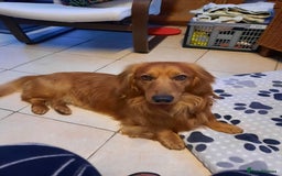 Dachshund dogs for stud: KC registered standard long haired dachshund  - Image 3