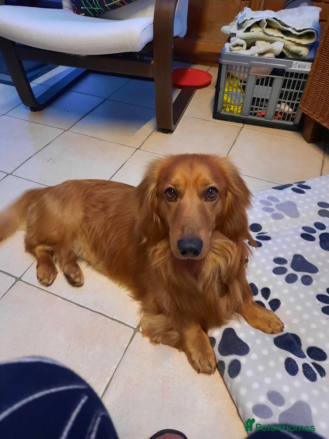 Dachshund dogs for stud: KC registered standard long haired dachshund  - Image 3