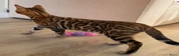 Bengal cats for sale: The last kitten: affectionate Bengal boy ❤️ - Advert 3